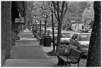 Street with blossoming trees. Saragota,  California, USA ( black and white)