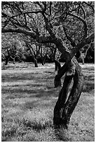 Fruit Orchard, John Muir National Historic Site. Martinez, California, USA ( black and white)