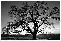 Old Oak tree profiled at sunset, Joseph Grant County Park. San Jose, California, USA (black and white)