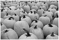 Pumpkins in a patch, near Pescadero. San Mateo County, California, USA ( black and white)