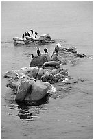Rocks with birds and seals. Pacific Grove, California, USA ( black and white)