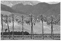 Palm trees and fields in oasis, Coachella Valley. California, USA (black and white)