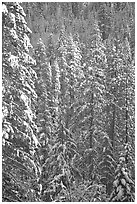 Pine trees with fresh snow, Eldorado National Forest. California, USA ( black and white)