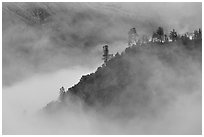 Trees and ridge in fog,  Stanislaus  National Forest. California, USA ( black and white)