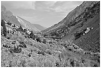 Valley with fall colors, Lundy Canyon, Inyo National Forest. California, USA ( black and white)