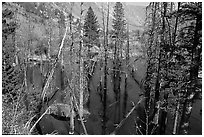 Beaver Pond, Lundy Canyon, Inyo National Forest. California, USA ( black and white)