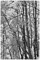 Aspens in the fall, Lundy Canyon, Inyo National Forest. California, USA ( black and white)