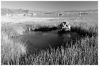 Grasses and spring with small tufa being formed underwater. Mono Lake, California, USA ( black and white)