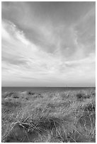 Dunegrass and clouds, Race Point Beach, Cape Cod National Seashore. Cape Cod, Massachussets, USA (black and white)
