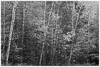 Septentrional trees with light trunks in fall foliage. Allagash Wilderness Waterway, Maine, USA (black and white)