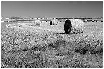 Hay rolls. South Dakota, USA (black and white)