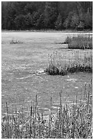 Reeds and frozen pond. Walpole, New Hampshire, USA (black and white)
