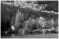 Trees on rocky islet, White Mountain National Forest. New Hampshire, USA (black and white)