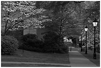 Walkway, lamps, and trees in bloom on Brown University campus. Providence, Rhode Island, USA ( black and white)