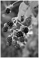 Close-up of blackberries. Hells Canyon National Recreation Area, Idaho and Oregon, USA ( black and white)