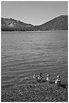 Ducks on shore of East Lake. Newberry Volcanic National Monument, Oregon, USA (black and white)