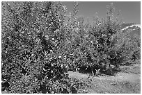 Red apple trees. Oregon, USA (black and white)