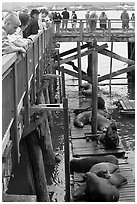 Tourists observing  Sea Lions in harbor. Newport, Oregon, USA ( black and white)