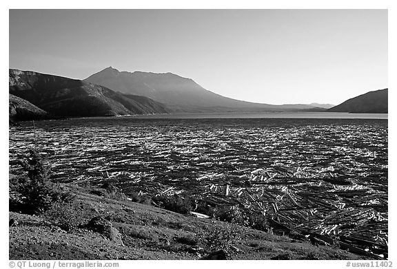 Spirit Lake clogged with dead trees. Mount St Helens National Volcanic Monument, Washington (black and white)
