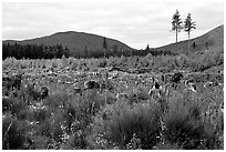 Clear-cut area with wildflowers, Olympic Peninsula. Olympic Peninsula, Washington (black and white)