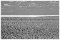 Field with plowing lines, The Palouse. Washington ( black and white)