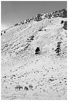 Bighorn sheep family on snowy slope. Jackson, Wyoming, USA ( black and white)
