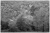 Trees in fall colors and city. Hot Springs, Arkansas, USA ( black and white)