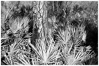 Pine trunk and palmeto. Corkscrew Swamp, Florida, USA ( black and white)