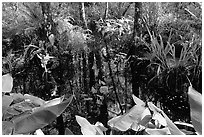 Water plants. Corkscrew Swamp, Florida, USA ( black and white)