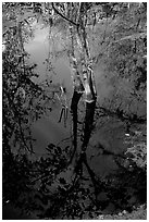 Cypress reflected in dark swamp. Corkscrew Swamp, Florida, USA ( black and white)