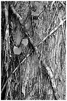 Strangler fig on tree trunk. Corkscrew Swamp, Florida, USA ( black and white)