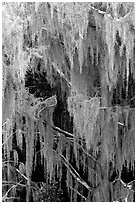 Spanish moss, Okefenokee Swamp. Georgia, USA ( black and white)