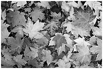 Fallen maple leaves. Georgia, USA ( black and white)