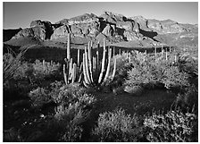 Organ Pipe cactus and Ajo Range, late afternoon. Organ Pipe Cactus  National Monument, Arizona, USA (black and white)