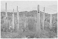 Saguaro cacti. Organ Pipe Cactus  National Monument, Arizona, USA (black and white)
