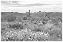 Desert in bloom with britlebush,  saguaro cactus, and mountains. Organ Pipe Cactus  National Monument, Arizona, USA (black and white)