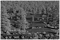 Pine trees, hardened lava, and red cinder, Sunset Crater Volcano National Monument. Arizona, USA (black and white)