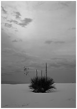 Lone yucca plants at sunset. White Sands National Park ( black and white)