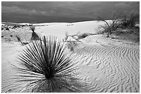 Yuccas. White Sands National Park ( black and white)