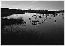 Wetlands at sunrise, Havasu National Wildlife Refuge. Nevada, USA (black and white)