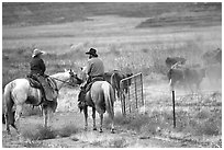 Cowboys and cattle. Utah, USA (black and white)