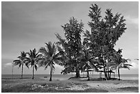 Beachfront with palm trees and huts. Phu Quoc Island, Vietnam (black and white)