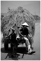 Cow carriage loaded with hay. Mekong Delta, Vietnam (black and white)