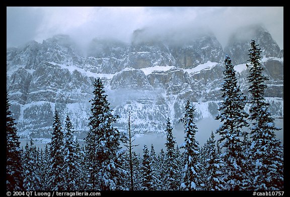 Conifers and steep rock face in winter. Banff National Park, Canadian Rockies, Alberta, Canada