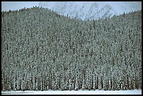 Hill with snowy conifers. Banff National Park, Canadian Rockies, Alberta, Canada (color)