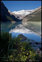 Yellow flowers, Victoria Peak, and Lake Louise, morning. Banff National Park, Canadian Rockies, Alberta, Canada (color)