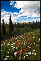 Meadow with Red paintbrush flowers and daisies. Banff National Park, Canadian Rockies, Alberta, Canada (color)