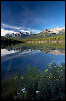 Yellow flowers and Bow range reflected in Herbert Lake, early morning. Banff National Park, Canadian Rockies, Alberta, Canada (color)