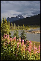 Fireweed, river, and approaching storm. Banff National Park, Canadian Rockies, Alberta, Canada