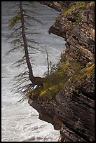 Spruce tree growing on a steep ledge,  Athabasca Falls. Jasper National Park, Canadian Rockies, Alberta, Canada (color)